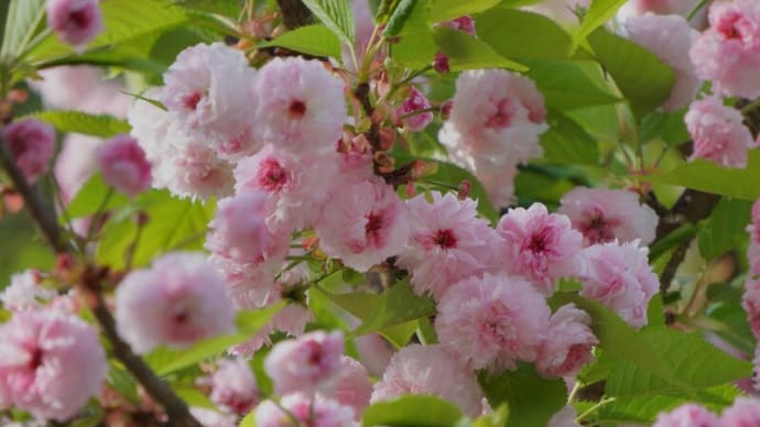 ●兼六園菊桜が開花 ツツジ 放生池の水芭蕉