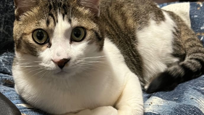 コテにゃんblog🐈😊