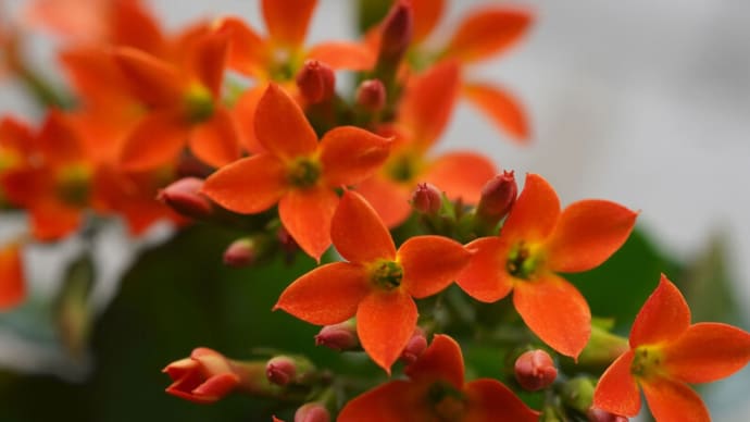●我が家の５月の花（18）　カランコエ　ナスタチウム　トレニア　ヒペリカム・アンドロサエマム　ジニア　雨のしずく