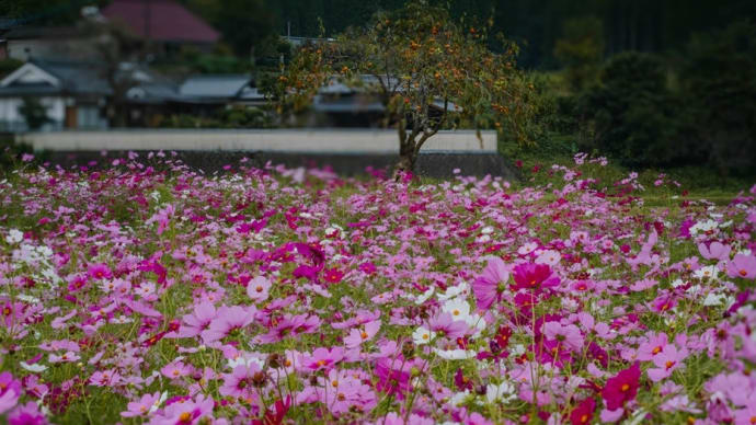 熊本山鹿・平山温泉に咲くコスモス 2024/10/26