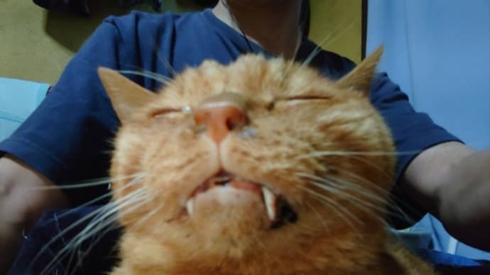 猫のエンジェルタイム
