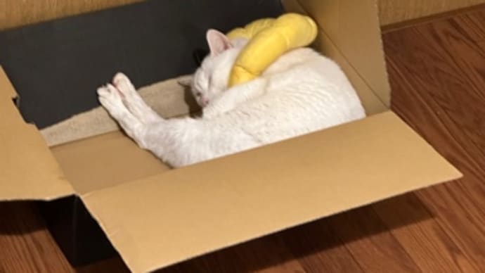 癒やし