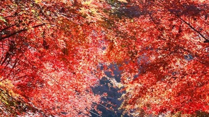映える紅葉 後景と二層