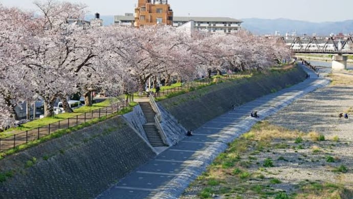 🌸 心の故郷、京都の桜 🌸