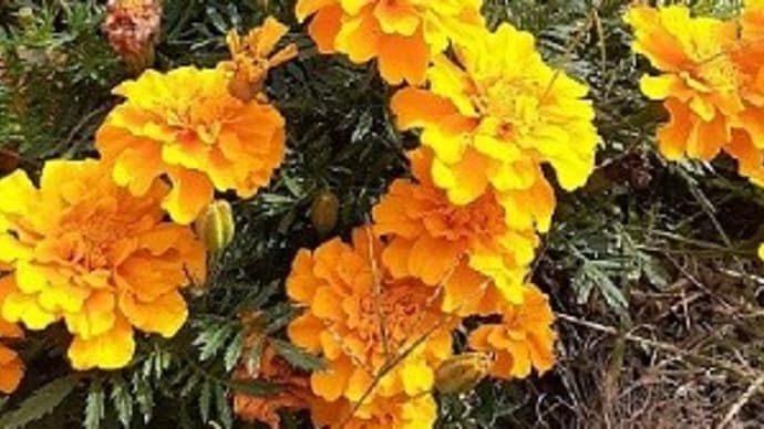 花真っ盛りのマリーゴールドとイチゴの植付けをしたとです( *´艸`)