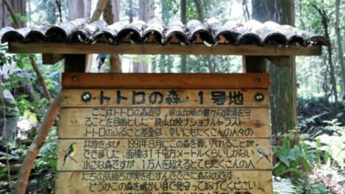 トトロの森をお散歩