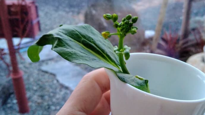 次々と咲く食用花