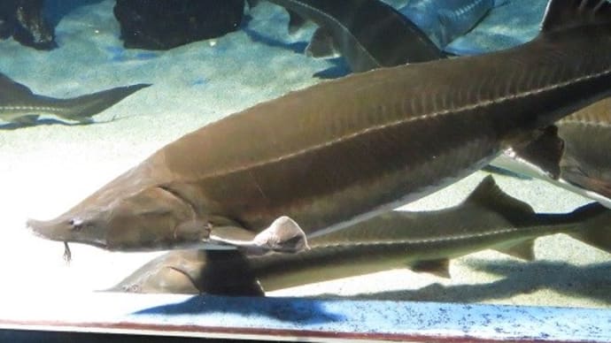 古代の海と珊瑚の海へ(2019年)