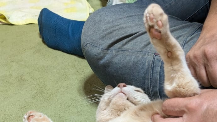 抱っこ嫌い