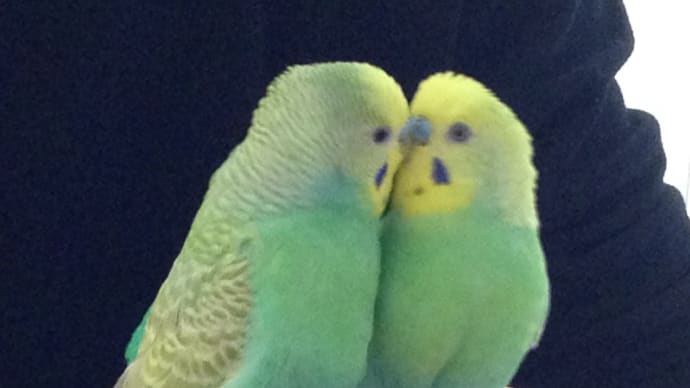 つきとふく