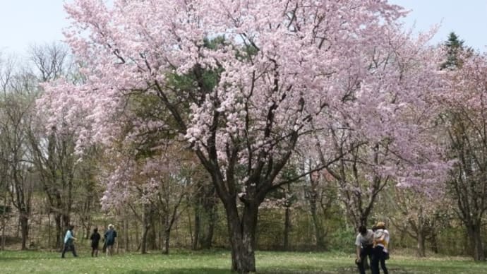 暖かい日差しで公園には・・・エゾヤマザクラ