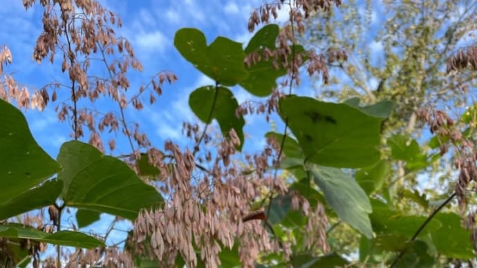 虫が引きこもる頃の北多摩散歩