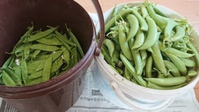 我が家の豆類