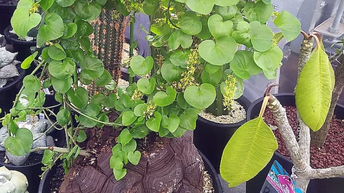亀甲竜 多肉植物