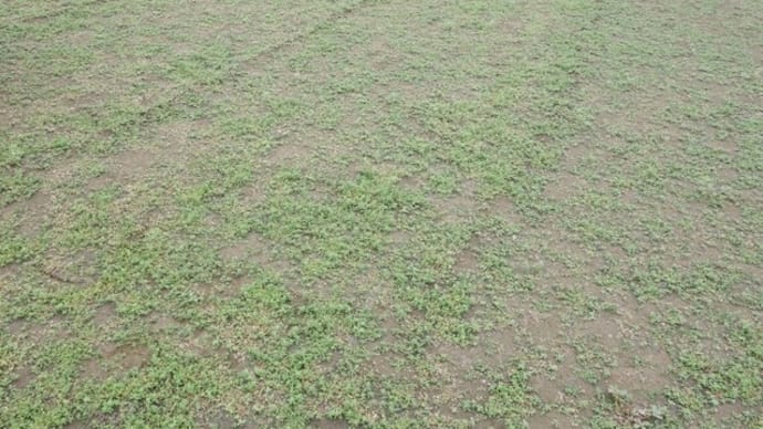 畑の草取り