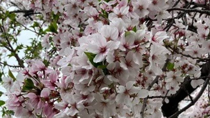 満開の桜～安井金毘羅宮