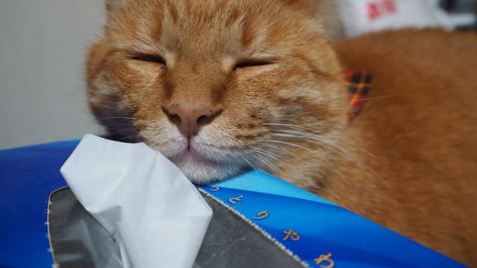 丸太小屋へ行きたいな~(ノ・∀・)ノ