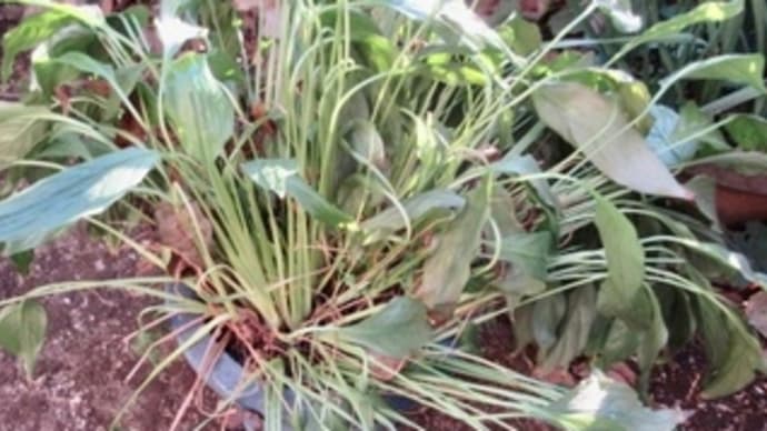 スパティフィラムを植え替えた