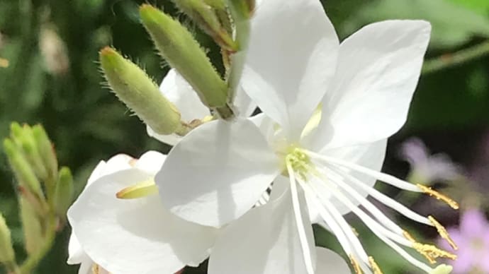 足寿命が尽きると①