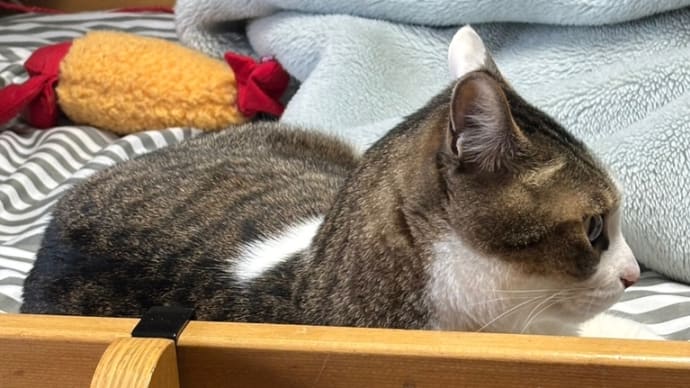 コテblog🐱💐😹💐😹