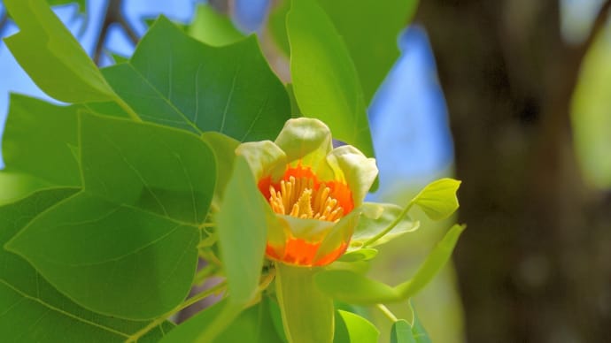 ユリノキや カラタネオガタマなど・・ 延岡植物園 初夏の花散策