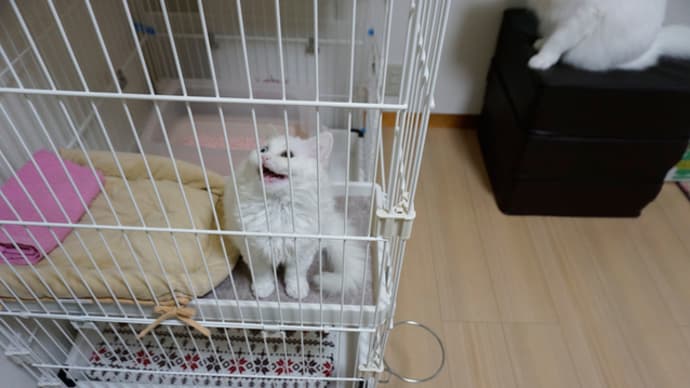 子猫パワー