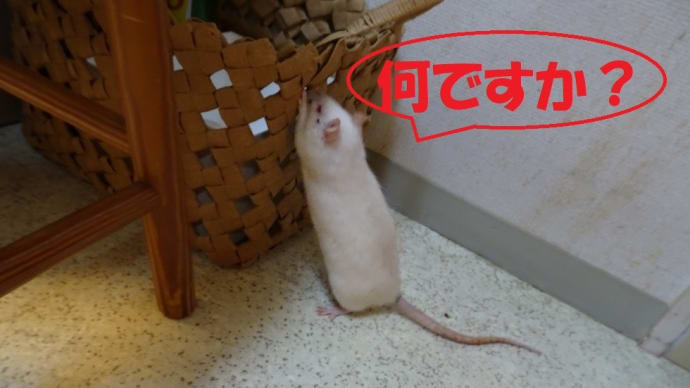 コツコツの成果