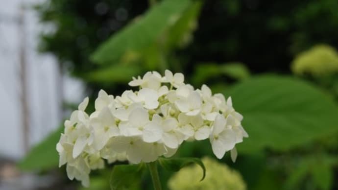 庭の花