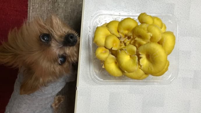 きのこ色々