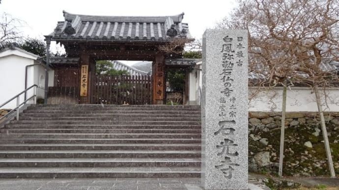 石光寺・寒ぼたん