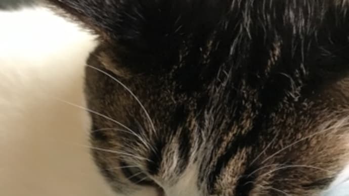 猫だって暑い