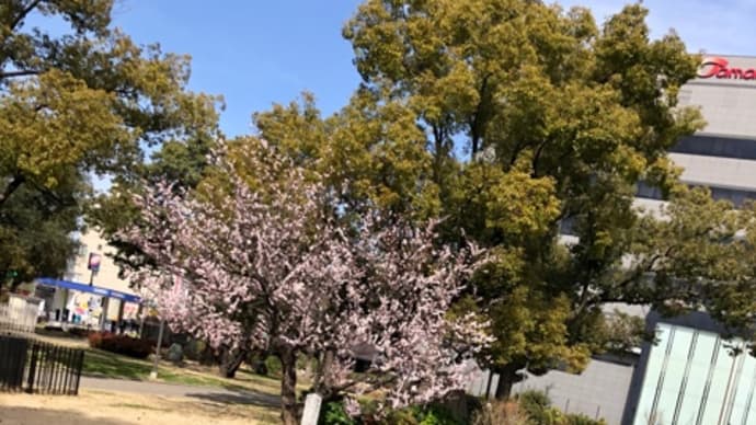 ザビエル公園に咲く早桜