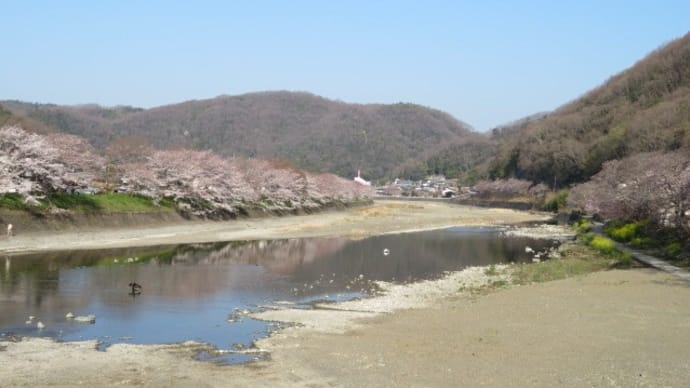 六分咲き