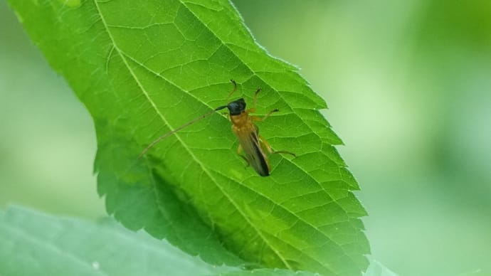 ヘリグロリンゴカミキリ ~初めての出逢い~