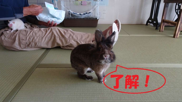 うさぎの仕事