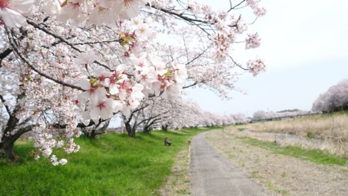 カフェ巡り~hanafarmkitchen(ハナファームキッチン)&ベーカリーズキッチンオハナ、行きしな千本桜