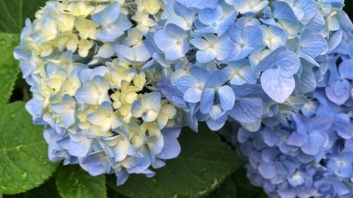 紫陽花の困りごと
