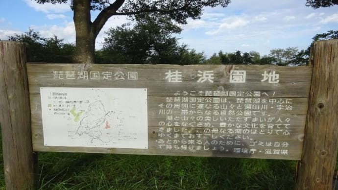 桂浜園地・彼岸花