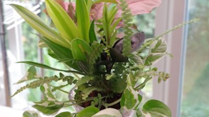 黒葉ザミオクルカスレイヴンと観葉植物