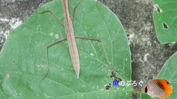 チョウセンカマキリ