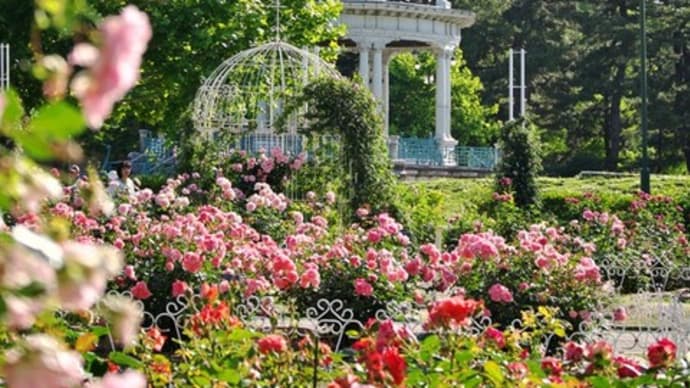 薔薇満開の鶴舞公園
