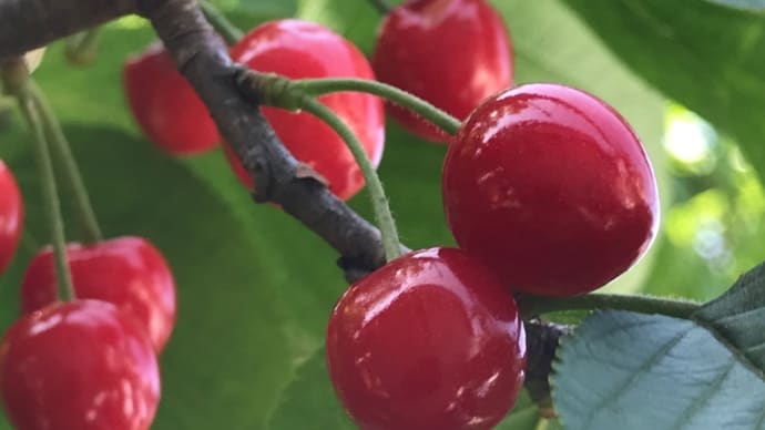 やっぱり食べられた🍒