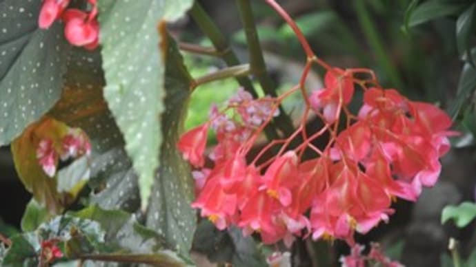 庭の花8月・・・木立性ベゴニア