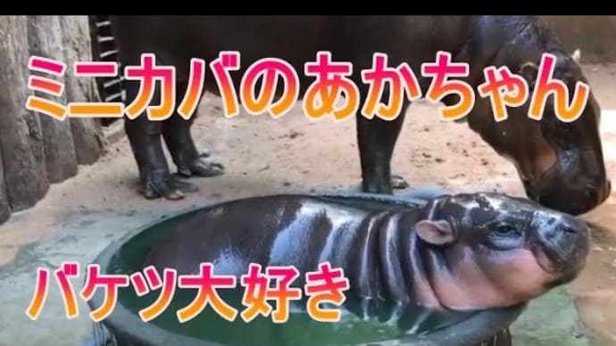 たらい風呂大好き カバの赤ちゃん