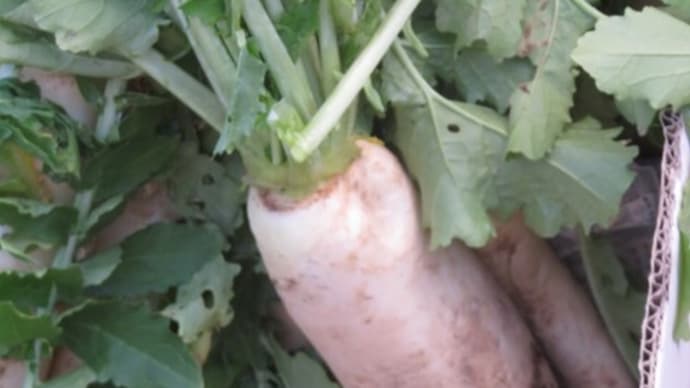 野菜の収穫
