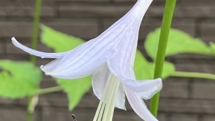 部屋を涼しく ギボウシ咲いて茶花の雰囲気