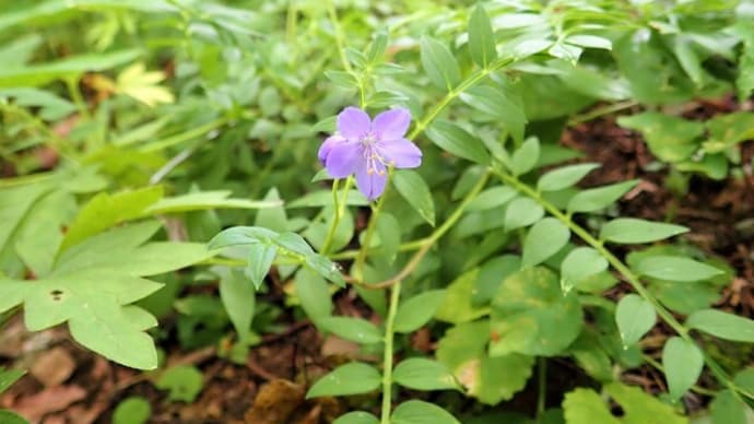 夏に見られた植物