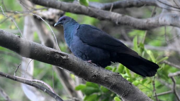 粟島の野鳥たち　カラスバト