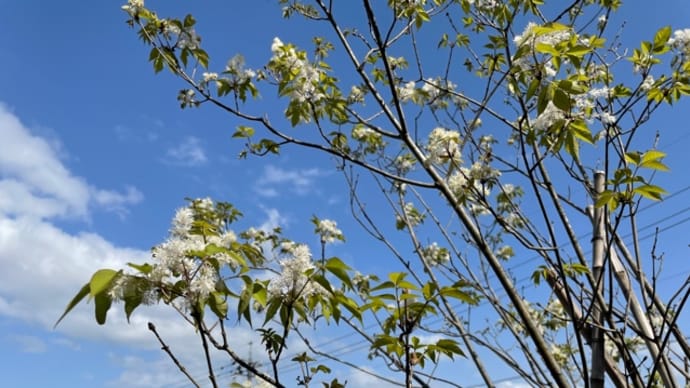 No 269 アオダモの花、開花‼️
