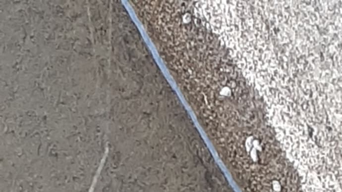 コウノトリの水浴び(*^^*)